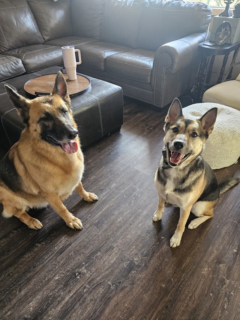 Two German Shepherds sitting side by side in a living room