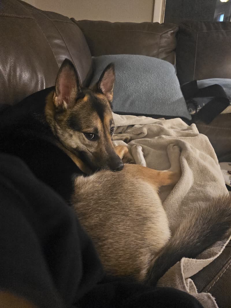 German Shepherd resting under blankets on a brown leather couch