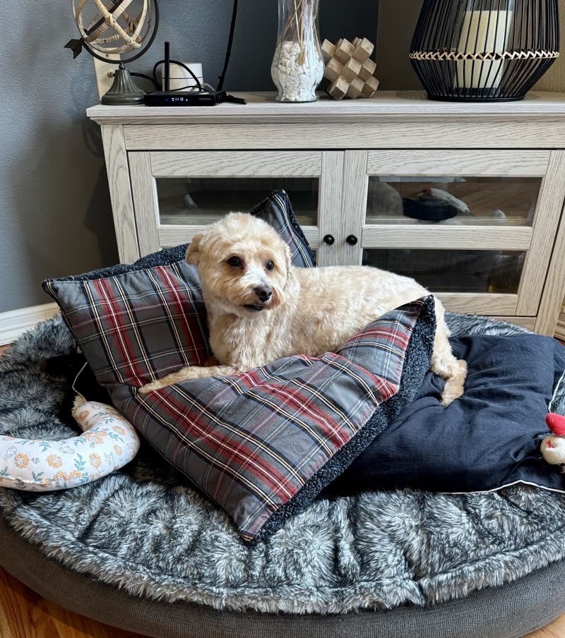 Small cream terrier-mix dog lying on a large round cushioned bed