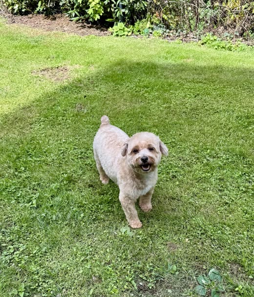 Small cream curly-coated dog standing on a green lawn, looking at the camera