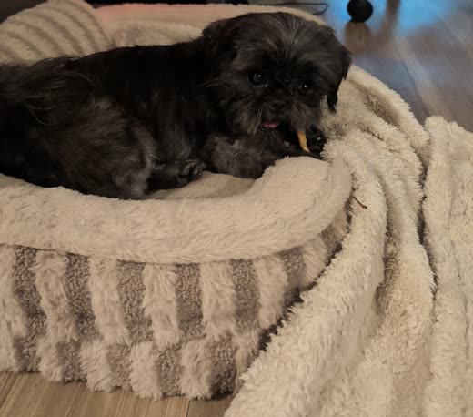 Fluffy black puppy resting in a plush cream dog bed