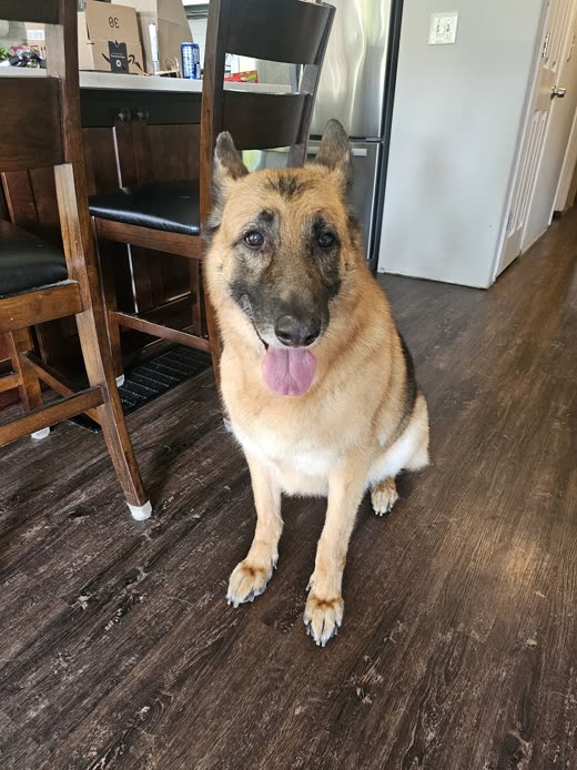 German Shepherd sitting on a kitchen floor with its tongue out