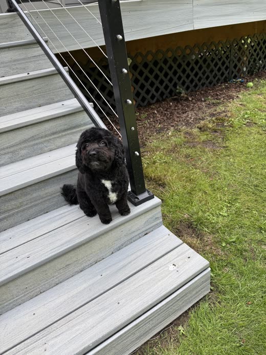 Small black curly-coated dog sitting at the foot of a deck staircase